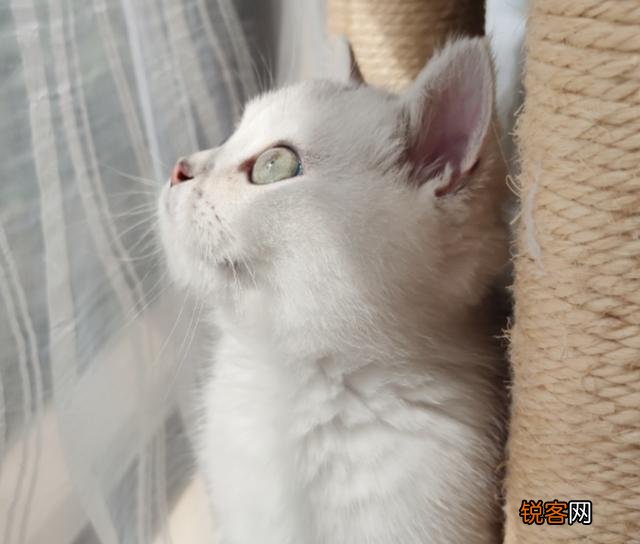 哪些猫咪的体质好？