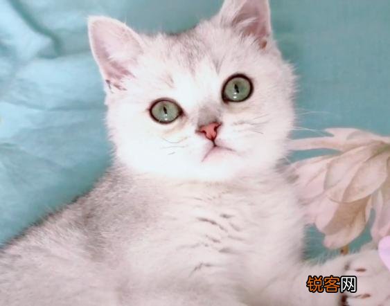 哪些猫咪的体质好？