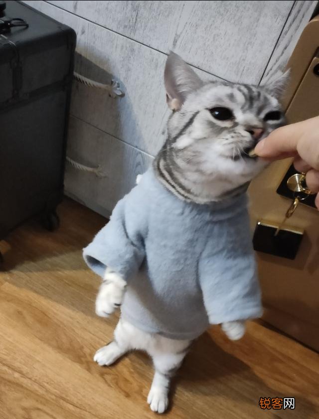 哪些猫咪的体质好？
