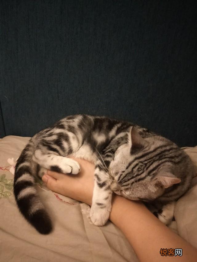 哪些猫咪的体质好？