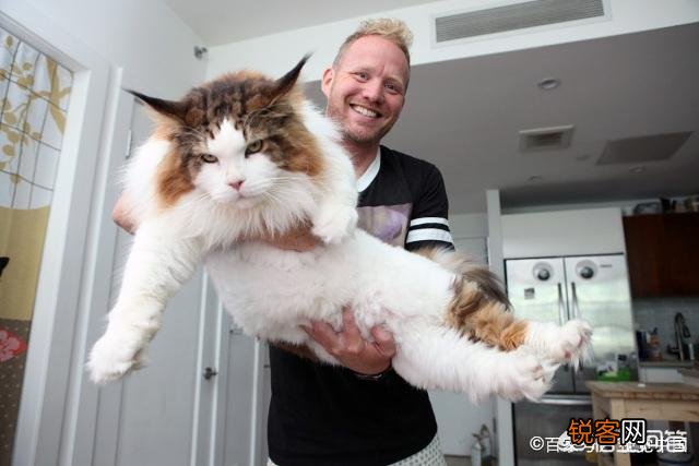 哪些猫咪的体质好？