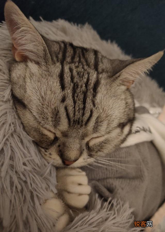 哪些猫咪的体质好？