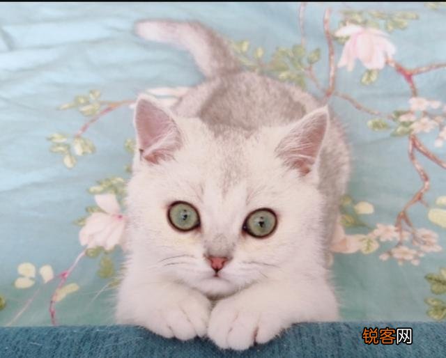 哪些猫咪的体质好？