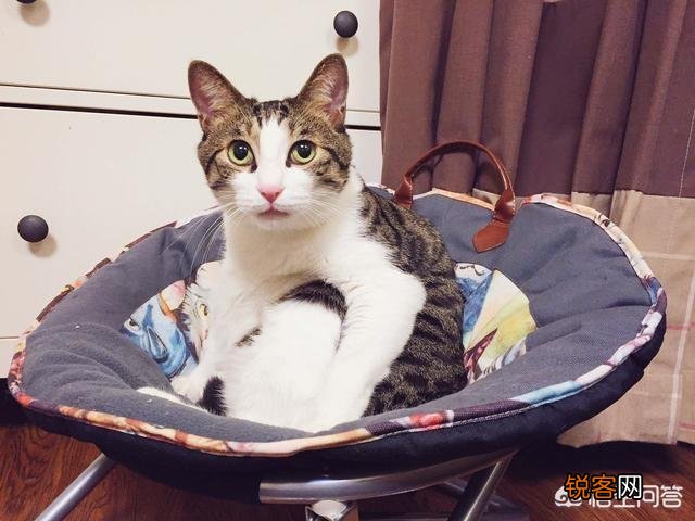 哪些猫咪的体质好？