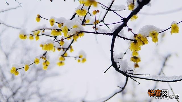 你最喜欢的关于雪的诗句是哪一句？