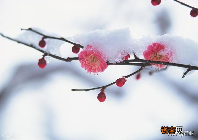 你最喜欢的关于雪的诗句是哪一句？