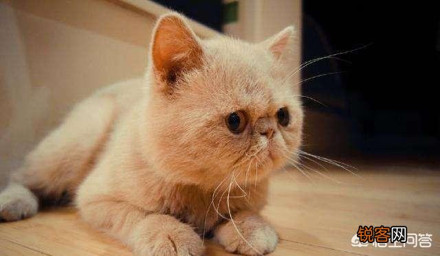 什么品种的猫好看？
