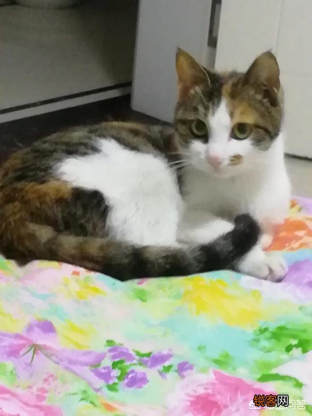 什么品种的猫好看？