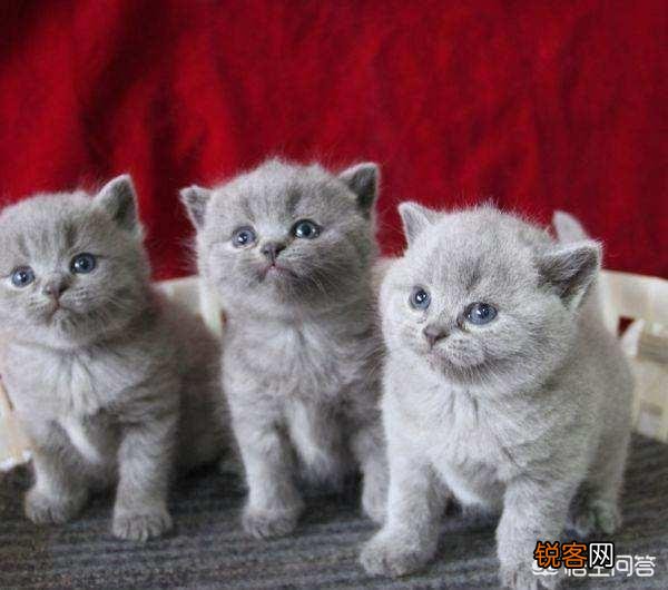 什么品种的猫好看？