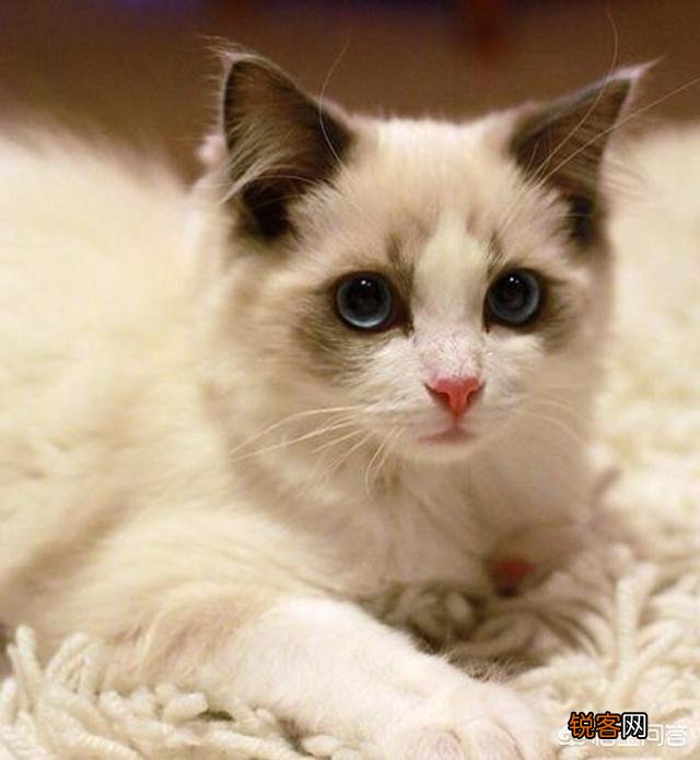 什么品种的猫好看？