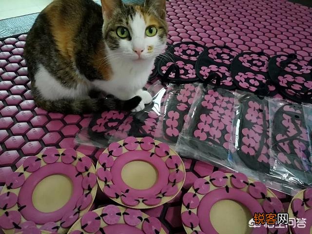 什么品种的猫好看？