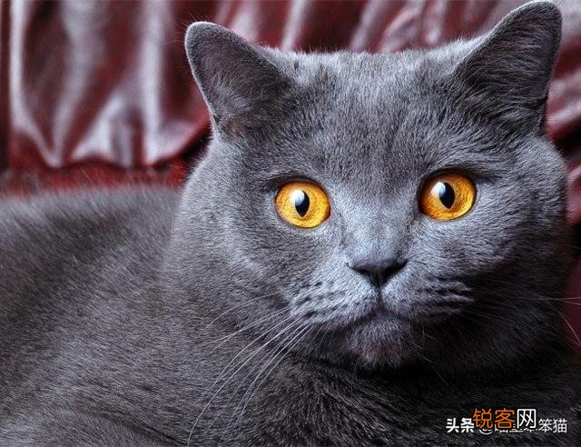 有人说一个人独居养只猫是最好的,什么猫比较好养？