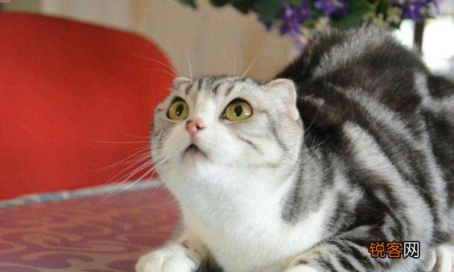有人说一个人独居养只猫是最好的,什么猫比较好养？