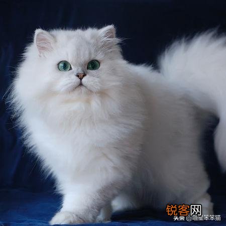 有人说一个人独居养只猫是最好的,什么猫比较好养？