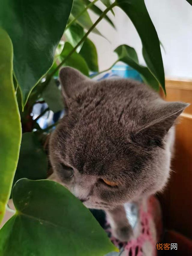 有人说一个人独居养只猫是最好的,什么猫比较好养？
