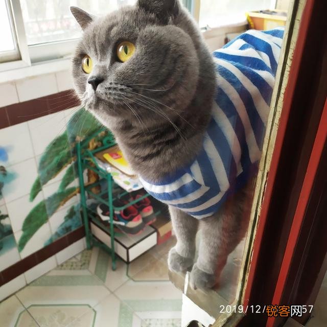 有人说一个人独居养只猫是最好的,什么猫比较好养？