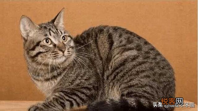 有人说一个人独居养只猫是最好的,什么猫比较好养？