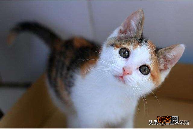 有人说一个人独居养只猫是最好的,什么猫比较好养？