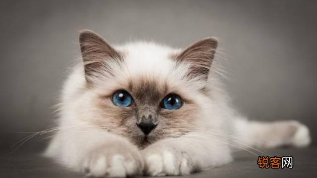 有人说一个人独居养只猫是最好的,什么猫比较好养？
