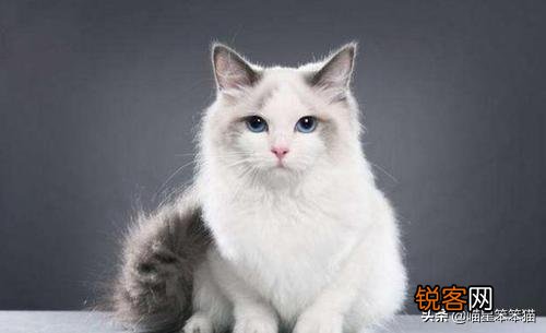 有人说一个人独居养只猫是最好的,什么猫比较好养？