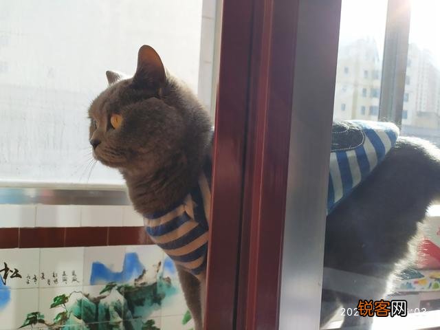 有人说一个人独居养只猫是最好的,什么猫比较好养？