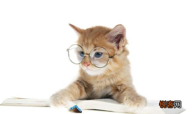 有人说一个人独居养只猫是最好的,什么猫比较好养？