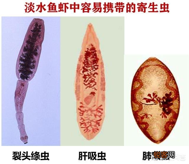 牛肉、鸡肉、鸭肉、羊肉、鱼肉,猫咪更喜欢吃哪个呢？