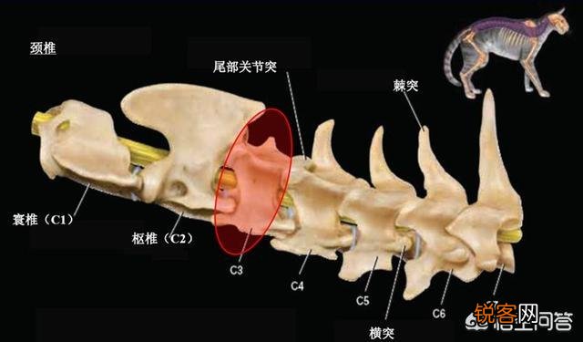 牛肉、鸡肉、鸭肉、羊肉、鱼肉,猫咪更喜欢吃哪个呢？