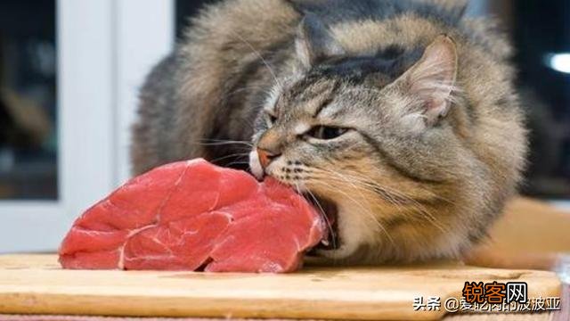 牛肉、鸡肉、鸭肉、羊肉、鱼肉,猫咪更喜欢吃哪个呢？