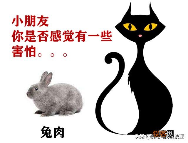 牛肉、鸡肉、鸭肉、羊肉、鱼肉,猫咪更喜欢吃哪个呢？