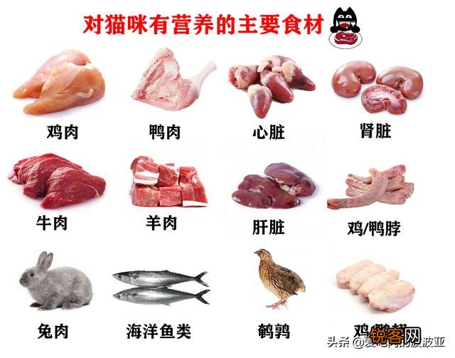 牛肉、鸡肉、鸭肉、羊肉、鱼肉,猫咪更喜欢吃哪个呢？