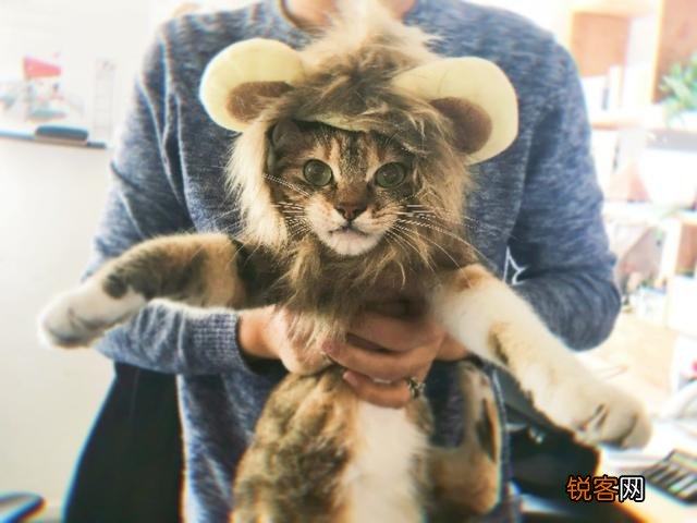 想养一只猫,大家有没有什么推荐的？