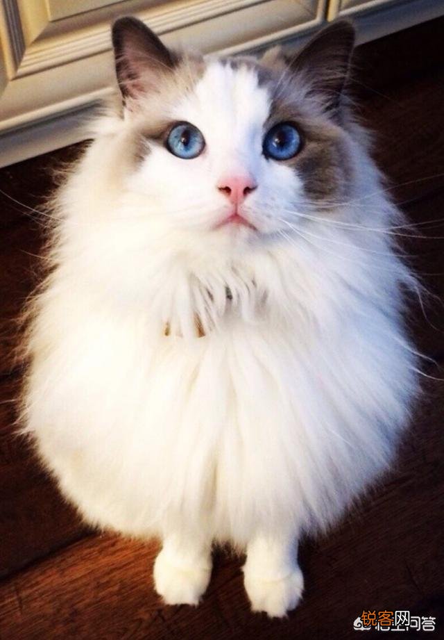 想养一只猫,大家有没有什么推荐的？