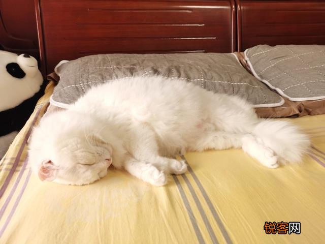 想养一只猫,大家有没有什么推荐的？