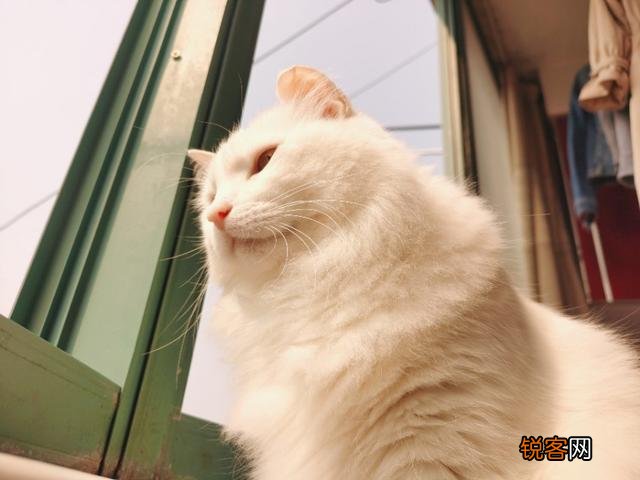 想养一只猫,大家有没有什么推荐的？