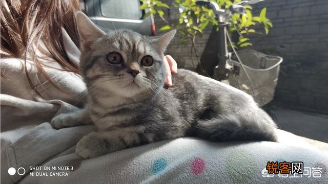 想养一只猫,大家有没有什么推荐的？