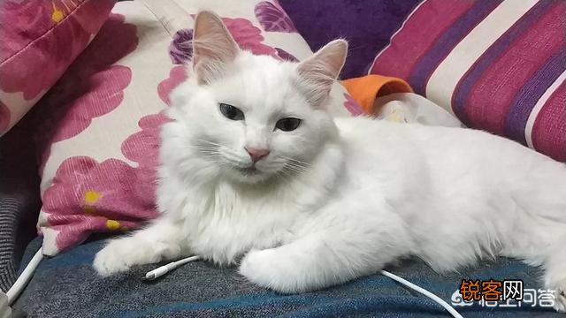 想养一只猫,大家有没有什么推荐的？