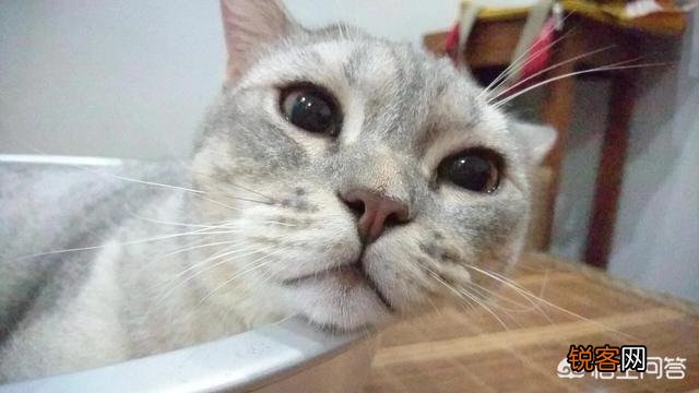 想养一只猫,大家有没有什么推荐的？