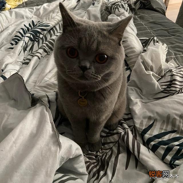 最适合初养的猫咪有哪些？