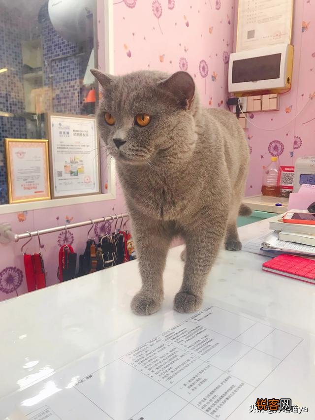 最适合初养的猫咪有哪些？