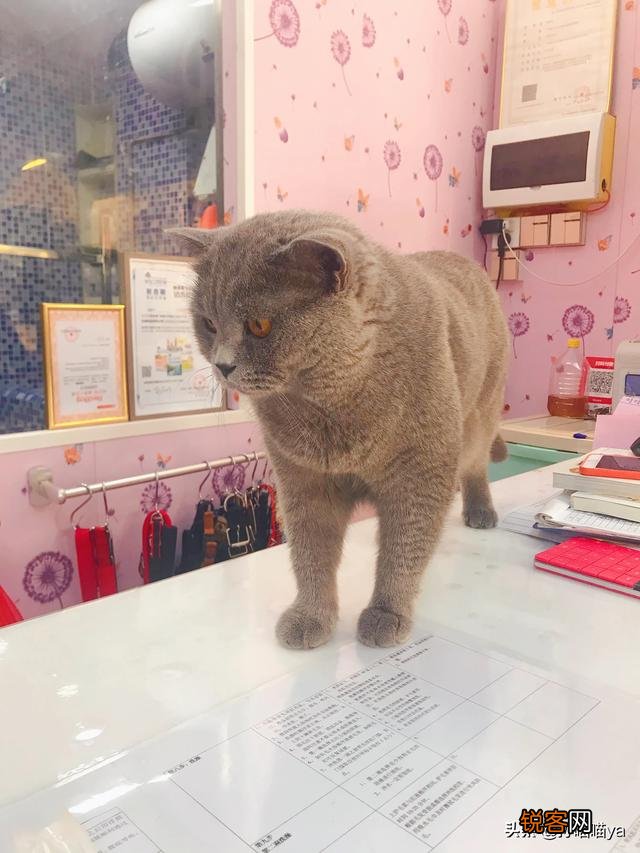 最适合初养的猫咪有哪些？
