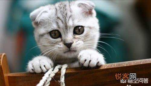 什么品种的猫比较温顺？