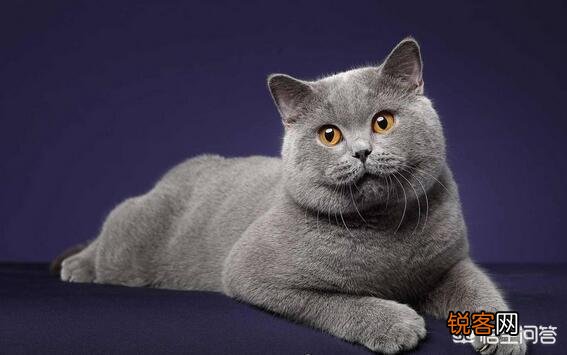 什么品种的猫比较温顺？