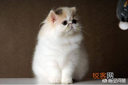 什么品种的猫比较温顺？
