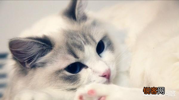 什么品种的猫比较温顺？