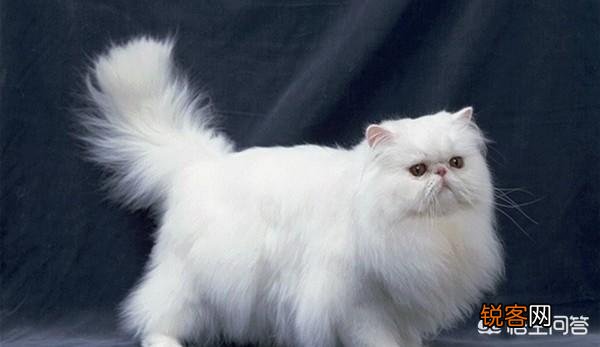 什么品种的猫比较温顺？