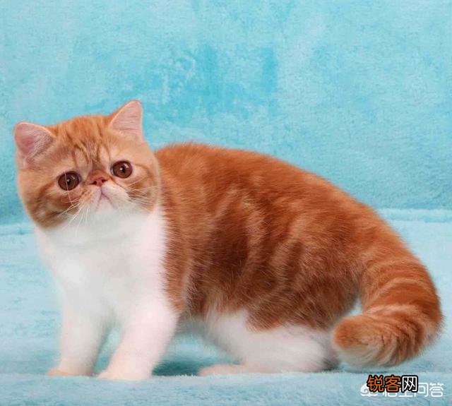 什么品种的猫比较温顺？