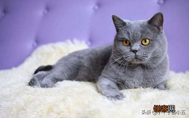 猫的智商排行？