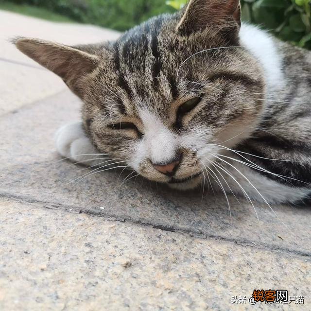 猫的智商排行？