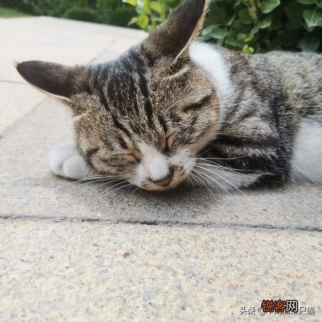 猫的智商排行？